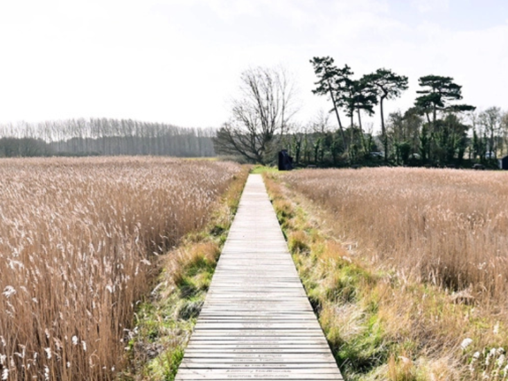 A path through a reedbed with trees in the background