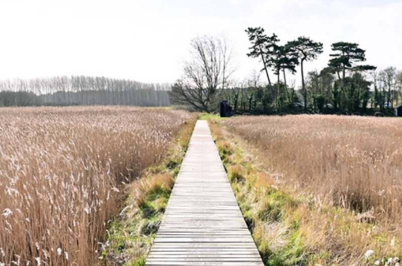 A path through a reedbed with trees in the background